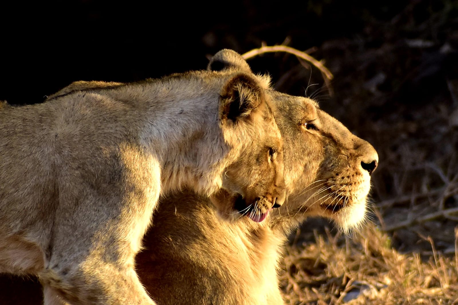 Forest road at dawn in Gir