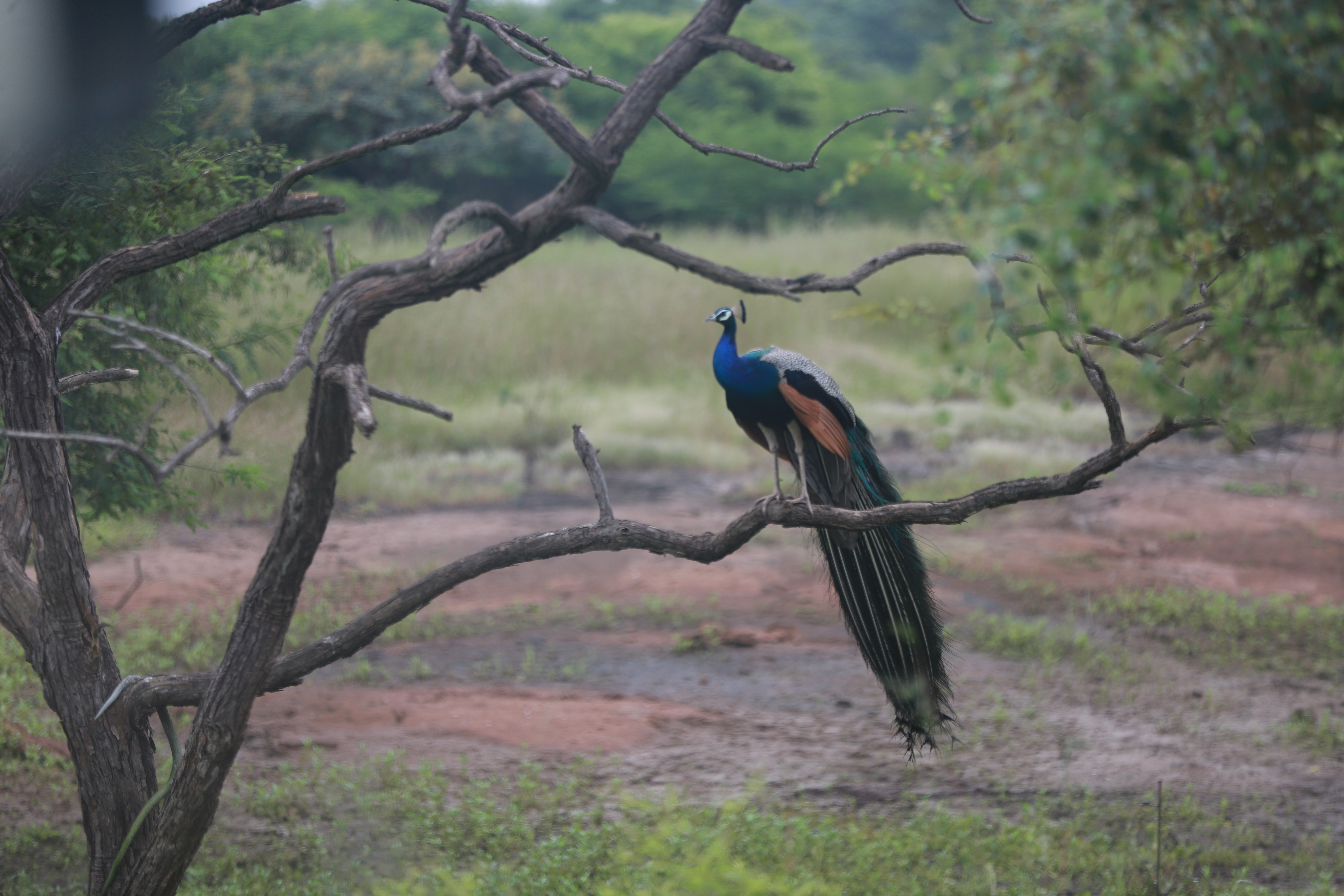 Gujarat coastline and heritage