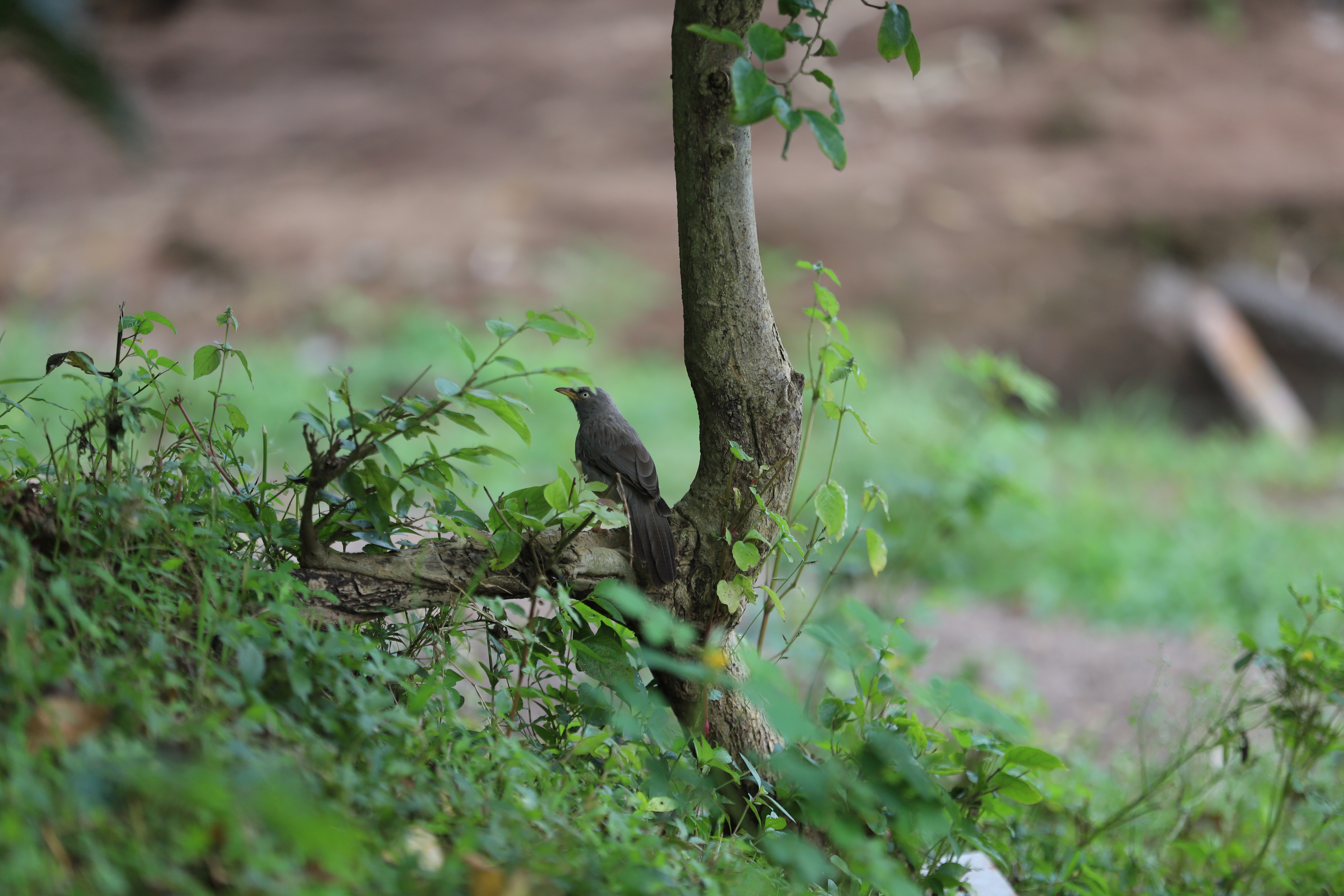 Gir forest light with trail
